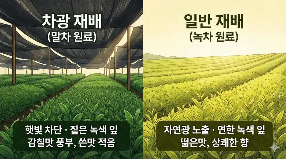 차광재배 일반재배 녹차 차이점 비교