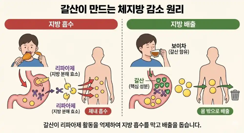 갈산이 만드는 뱃살 체지방 감소 원인
