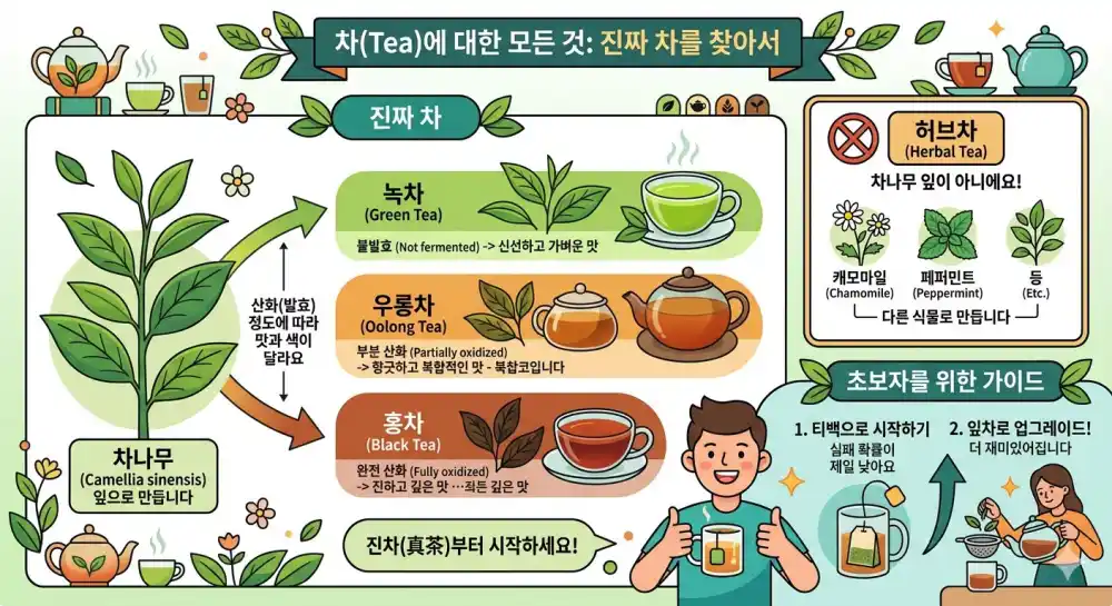 차 종류 차나무 초보자 가이드